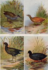 WATER RAIL, CORN CRAKE, MOOR-HEN, COOT